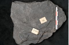 Foto (Detailansicht) von Neuropteris sp.  (NHMW-GEO-2024-0188-10681)